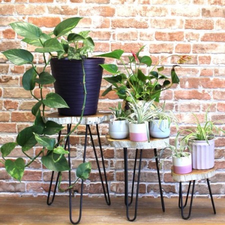 Set of 3 Gamal Wood Plant Stands - Whitewash Set of 3 Gamal Wood Plant Stands - Whitewash