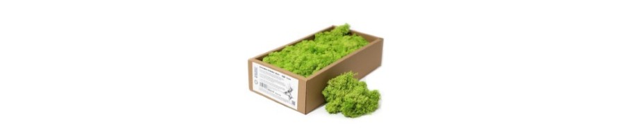 Decorative Reindeer Moss
