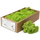 Decorative Reindeer Moss