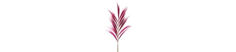 Rayung Grass