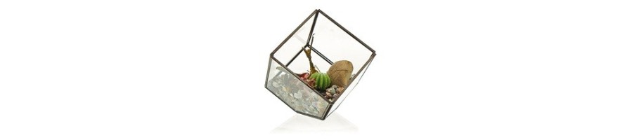 Glass Terrariums