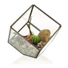Glass Terrariums